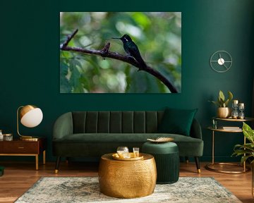 Kolibri von Tessa Louwerens