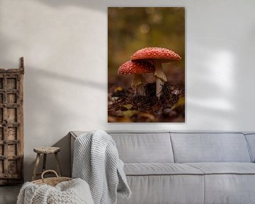 Rot mit weißem Champignon