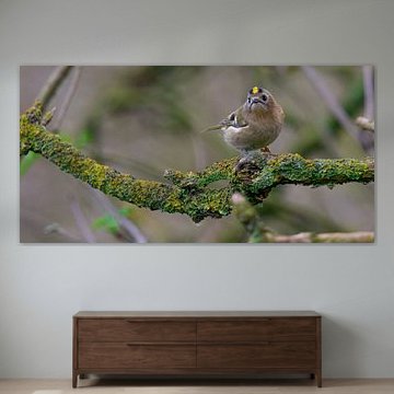 Goldcrest