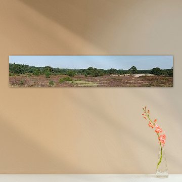 Heideterrein in boswachterij Ruinen. van Wim vd Neut