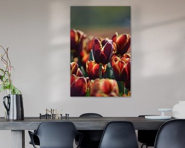 Tulp, twee kleurig van Patricia Leeman
