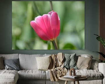 Tulp, roze van Patricia Leeman