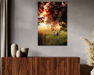Koe in hollands landschap weiland in de herfstmist bij zonsopkomst van Jacoline van Dijk