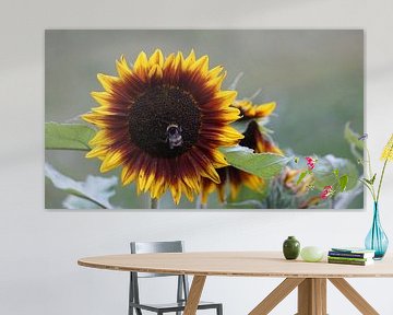 Sonnenblume mit Hummel von Susann Bendix