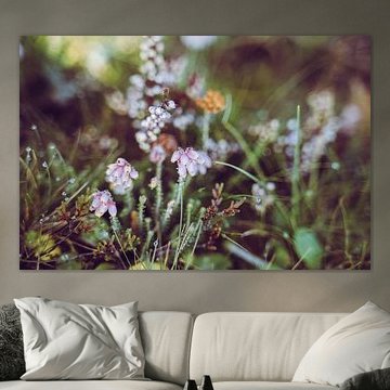 Heather in the morning dew