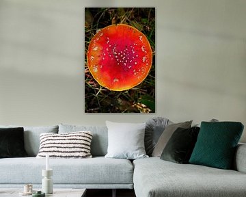 Red mushroom fly agaric by Mariska de Jonge