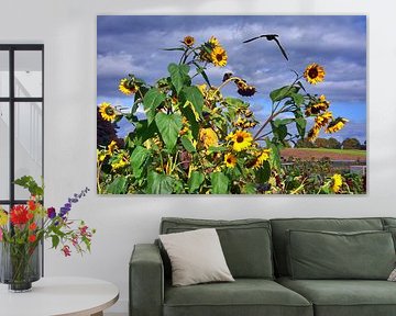 Les derniers tournesols