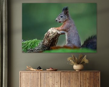 Squirrel by Linda Raaphorst