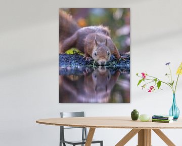 Drinking squirrel by Linda Raaphorst