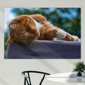 Rot-weiße Katze entspannt sich auf einem Dach von Jolanda de Jong-Jansen