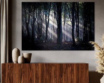 Die Lichtstrahlen werden durch die Bäume wunderschön geformt von Hans de Waay