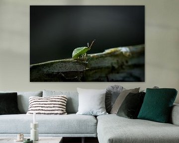 Groene kever van Jouke Wijnstra Fotografie