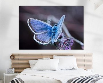 Een Heideblauwtje (vlinder) van Jouke Wijnstra Fotografie