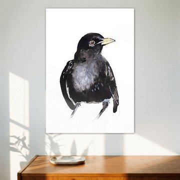 Amsel Amsel Zeichnung