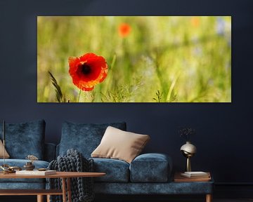 Poppy blossom panorama by Frank Herrmann