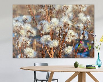 Fluffy bulbs in the winter afternoon light