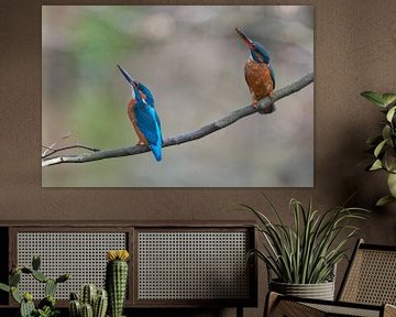 IJsvogel van IJsvogels.nl - Corné van Oosterhout