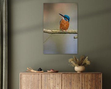 Kingfisher by Kingfisher.photo - Corné van Oosterhout