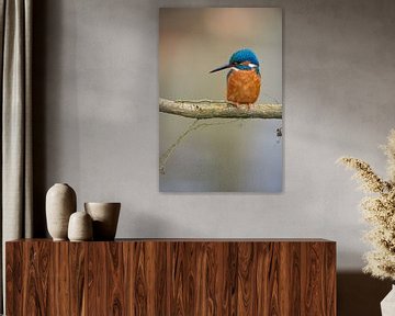 Kingfisher by Kingfisher.photo - Corné van Oosterhout