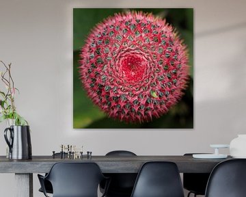 Prickly: Close- up view of a pink cactus flower sur Tessa Louwerens