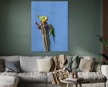 Brown-throated Parakeet van Ruurd van der Meulen