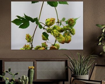 hop plant in autumn2 by joyce kool