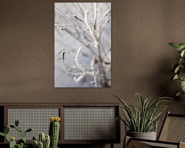 Filigree grasses covered with hoarfrost by Karina Baumgart