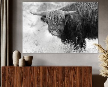 Highland Cow by Rob Christiaans