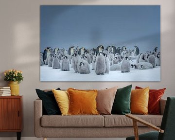 Pingouins empereurs dans la neige