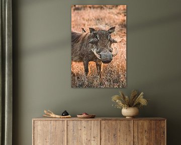 Wrattenzwijn in het Kruger Nationaal Park in Zuid-Afrika van Expeditie Aardbol