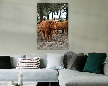 Schotse hooglanders in safaripark Beekse Bergen van Michelle de Haas