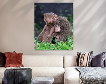 Mother dwarf mongoose with her babies by Patrick van Bakkum