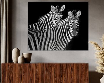 These zebras are looking at you by Patrick van Bakkum