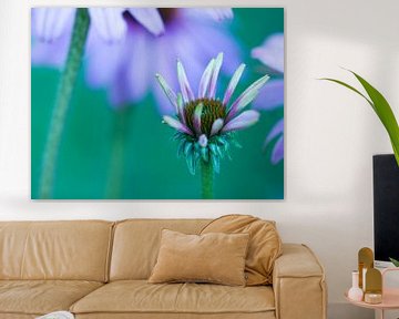 Gänseblümchen blühte von hetty'sfotografie