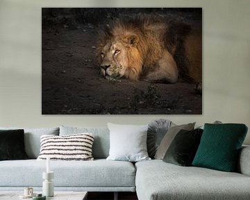 Un puissant lion mâle se repose dans le crépuscule sur Michael Semenov