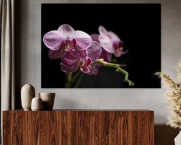 Paarse orchideeën close-up van Tomasz Baranowski