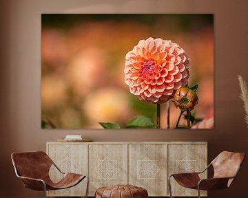 Dahlia duo in bud and full bloom by Everyday photos by Renske