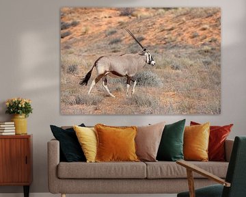 oryx-antilope van Angelika Stern