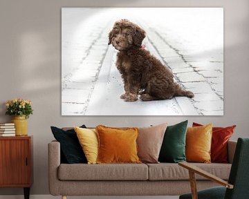 Chocolade  Labradoodle puppy van Lucia Leemans