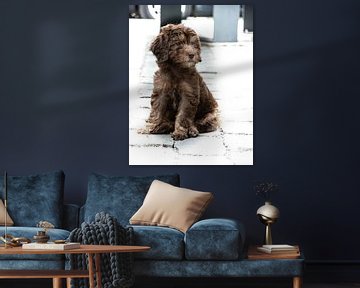 Chocolade Labradoodle puppy van Lucia Leemans