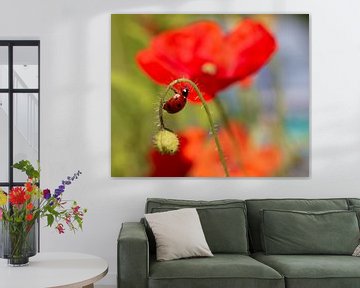 Ladybug on poppy by Alex Dallinga