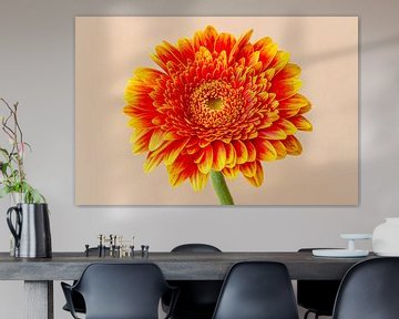 gerbera van Corien van der Reest