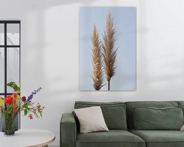 grass plumes by Corien van der Reest