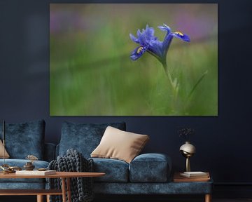 Mini iris in de lente van John van de Gazelle fotografie