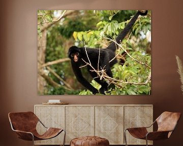 Black Peruvian spider monkey by Sallys World