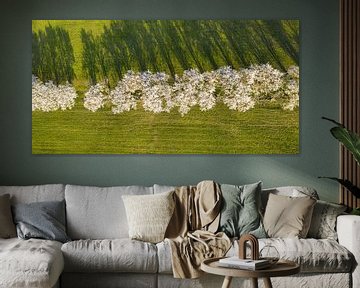 Vue aérienne d'une allée d'arbres en fleurs - Souabe sur Werner Dieterich