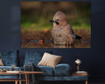 jay by Rando Kromkamp Natuurfotograaf