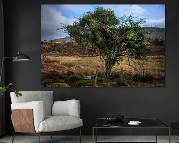 Un bel arbre de conte de fées en Irlande sur Bo Scheeringa Photography