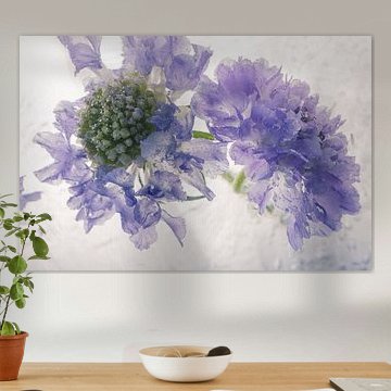 Roze zinnia's in ijs 3 van Marc Heiligenstein