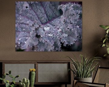 Water droplets on cabbage by Moniek van Rijbroek